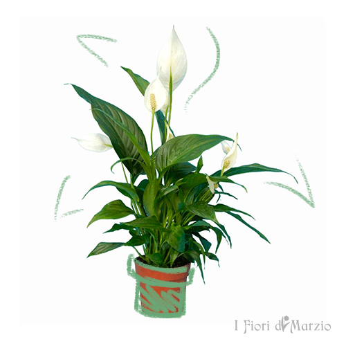 i-fiori-di-marzio-piante-fiorite-spathiphyllum