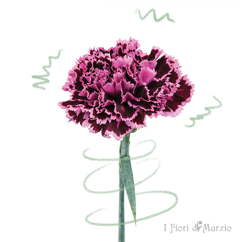 i-fiori-di-marzio-fiori-recisi-garofani viola